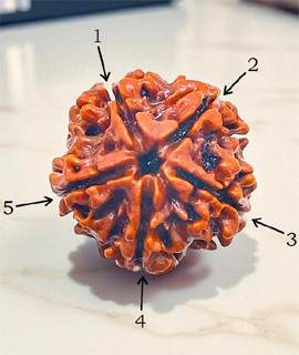 5mukhi silver capping  Rudraksha