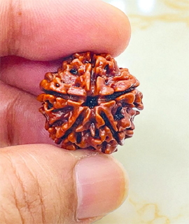 5mukhi silver capping  Rudraksha